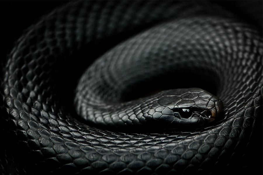 งูสีดำนอนขดตัว