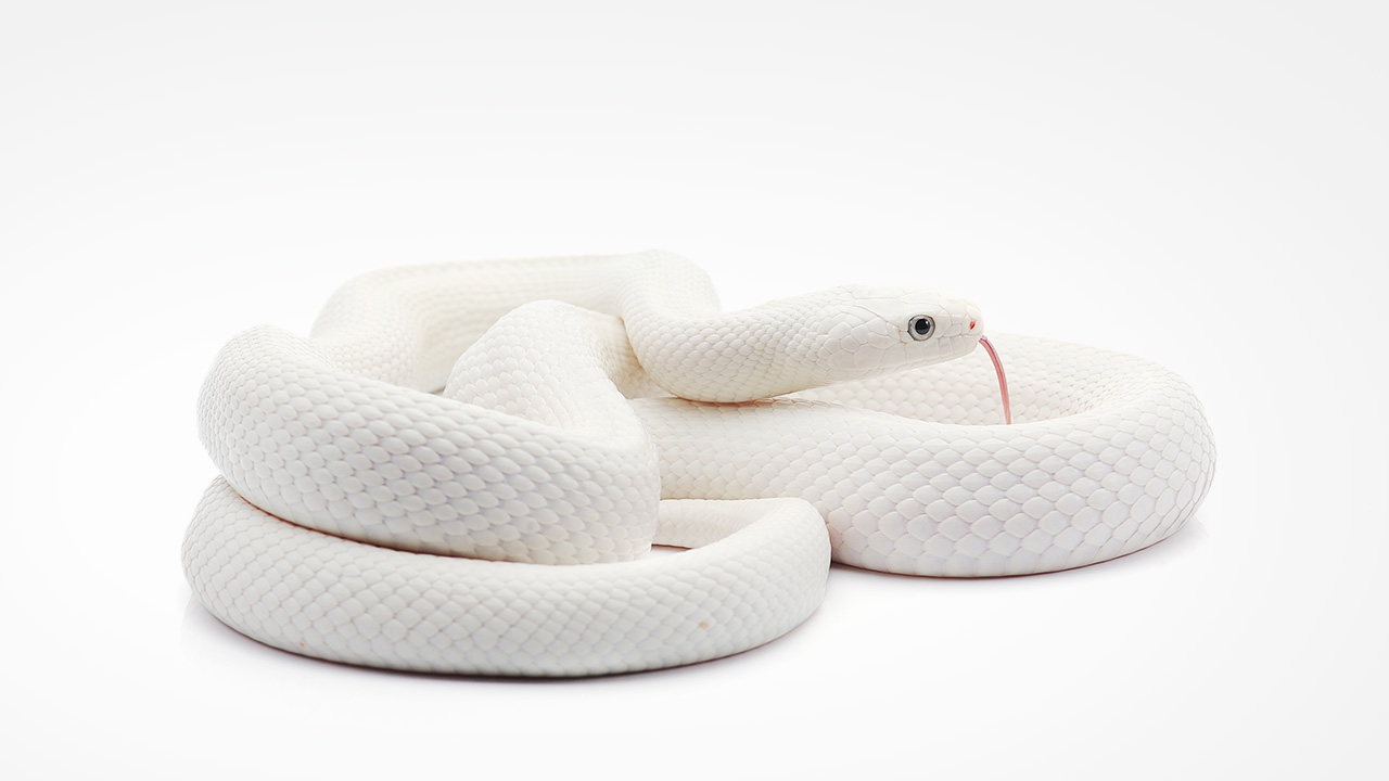 งูเผือกสีขาว