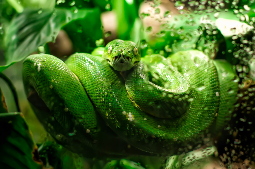 งูเขียวตัวใหญ่
