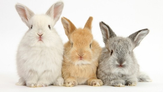 กระต่าย 3 ตัว