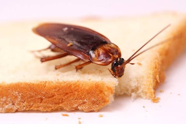 แมลงสาบกัดขนมปัง