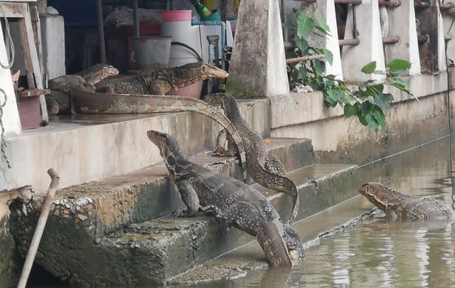 ตัวเงินตัวทองหลายตัว