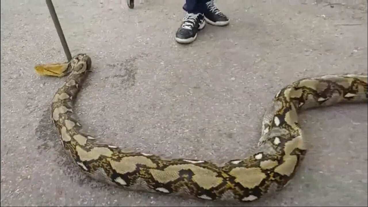 งูตัวใหญ่