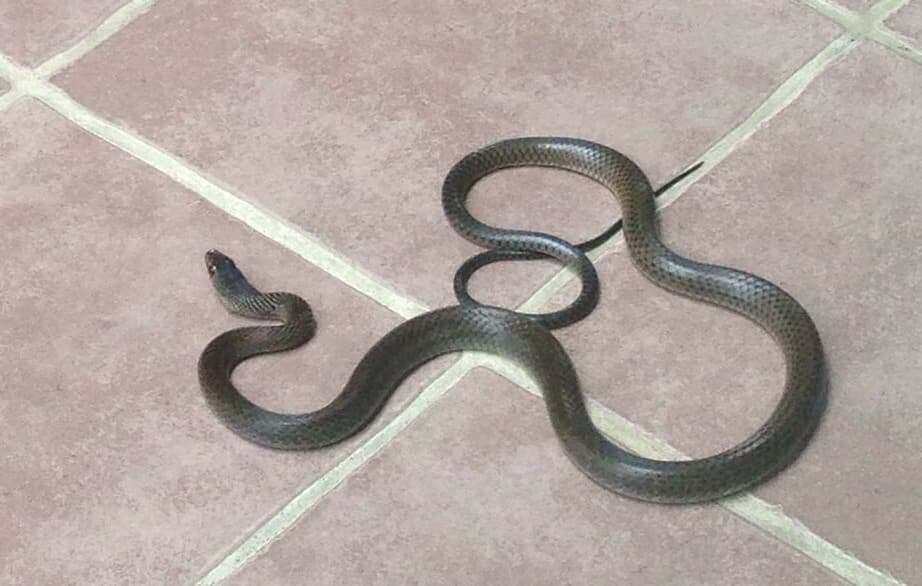 งูเข้าบ้าน